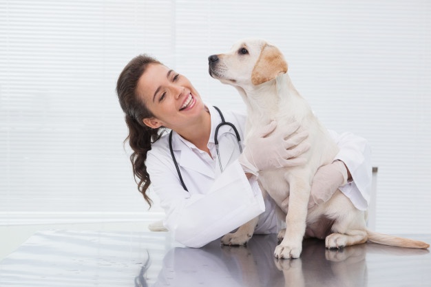 Ausbildung zum Tierarzthelfer